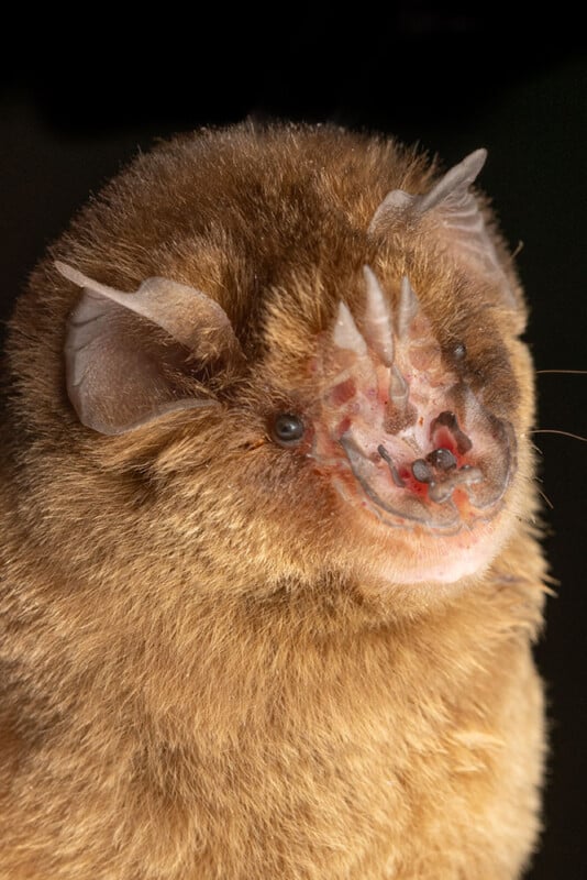 A close-up of a brown bat with a furry face and distinctive ridges above its nose, set against a dark background. The bat's unique nose structure is prominently visible.