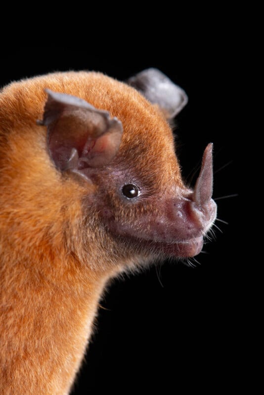 A close-up side profile of a bat with reddish-brown fur and a prominent, leaf-shaped nose, set against a solid black background.