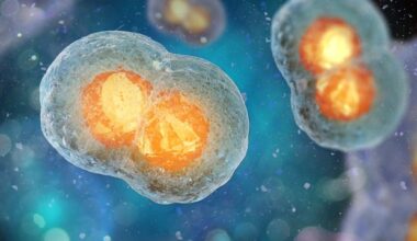 Study forces a textbook rewrite on cell division
