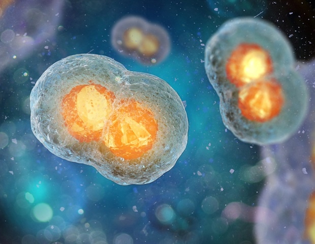 Study forces a textbook rewrite on cell division
