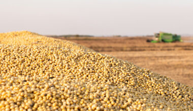 How Vietnam could ease Trump's China soybean pain