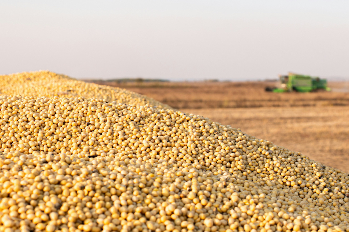 How Vietnam could ease Trump's China soybean pain