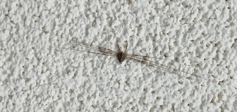 Fork-palped harvestman, Dicranopalpus ramosus. Photograph: Rosie (6), Sonny (4) and Maggie (2) O'Connor