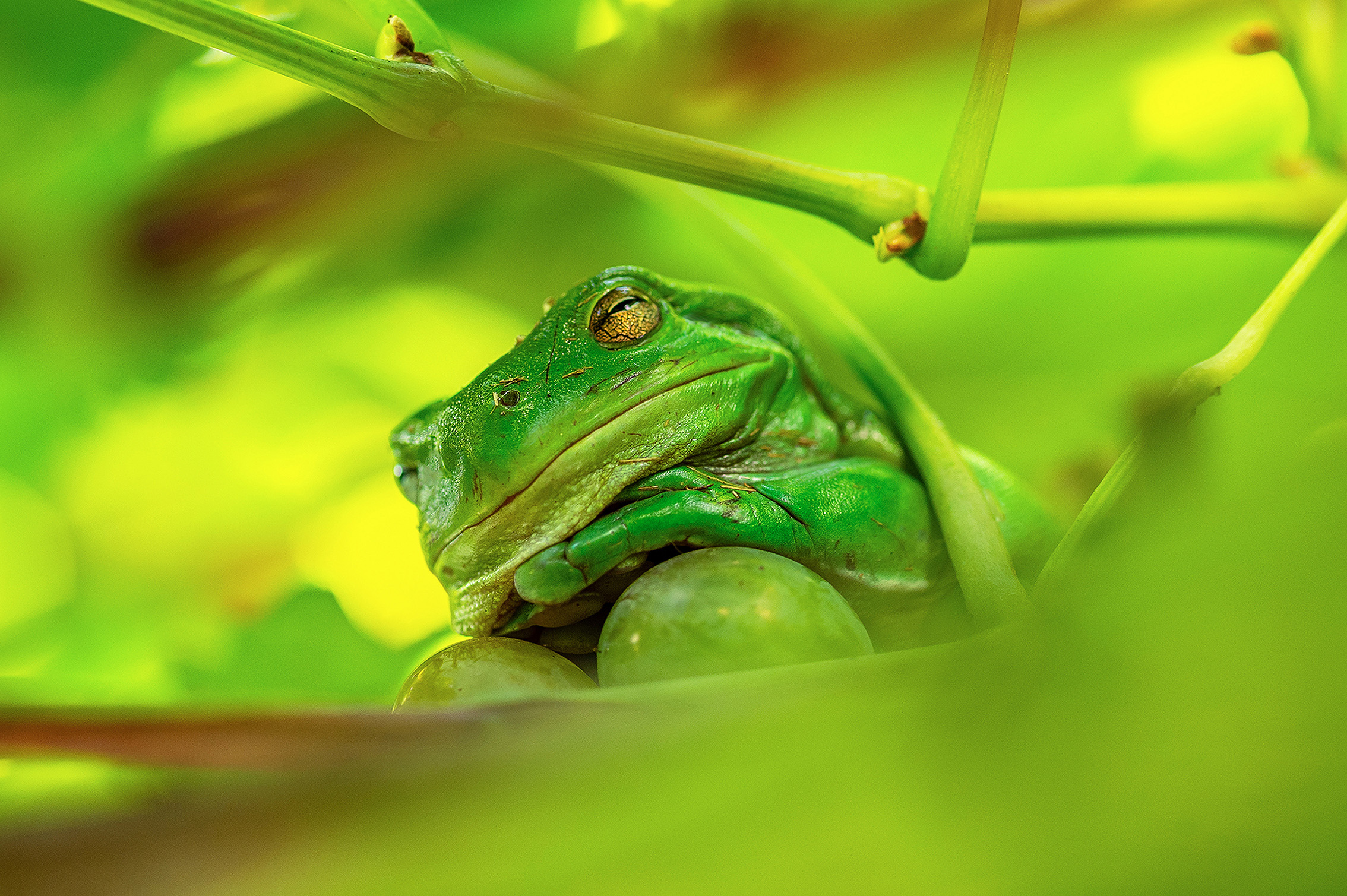 A close-up of a green frog resting among grape vines, blending into the lush, green foliage around it