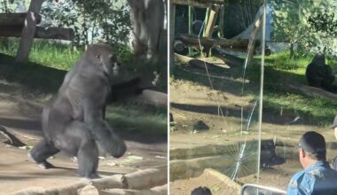 Startling video captures massive gorilla smashing glass wall of San Diego Zoo enclosure