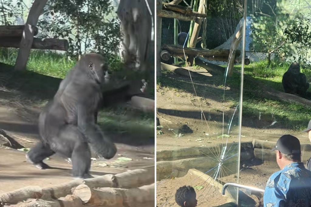 Startling video captures massive gorilla smashing glass wall of San Diego Zoo enclosure