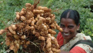 Groundnut Breeding at ICRISAT Delivers Strong Yield Gains: Genetic Gain Assessment Reveals