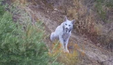 White Iberian lynx is not mythical, photographer captures leucistic big cat in Spain