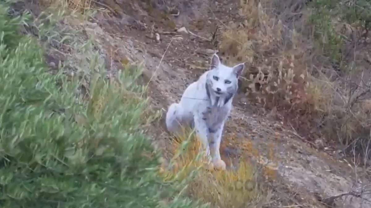 White Iberian lynx is not mythical, photographer captures leucistic big cat in Spain
