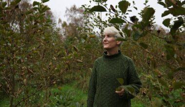 Two years ago we planted 24,000 native saplings – now our forest is thriving – The Irish Times