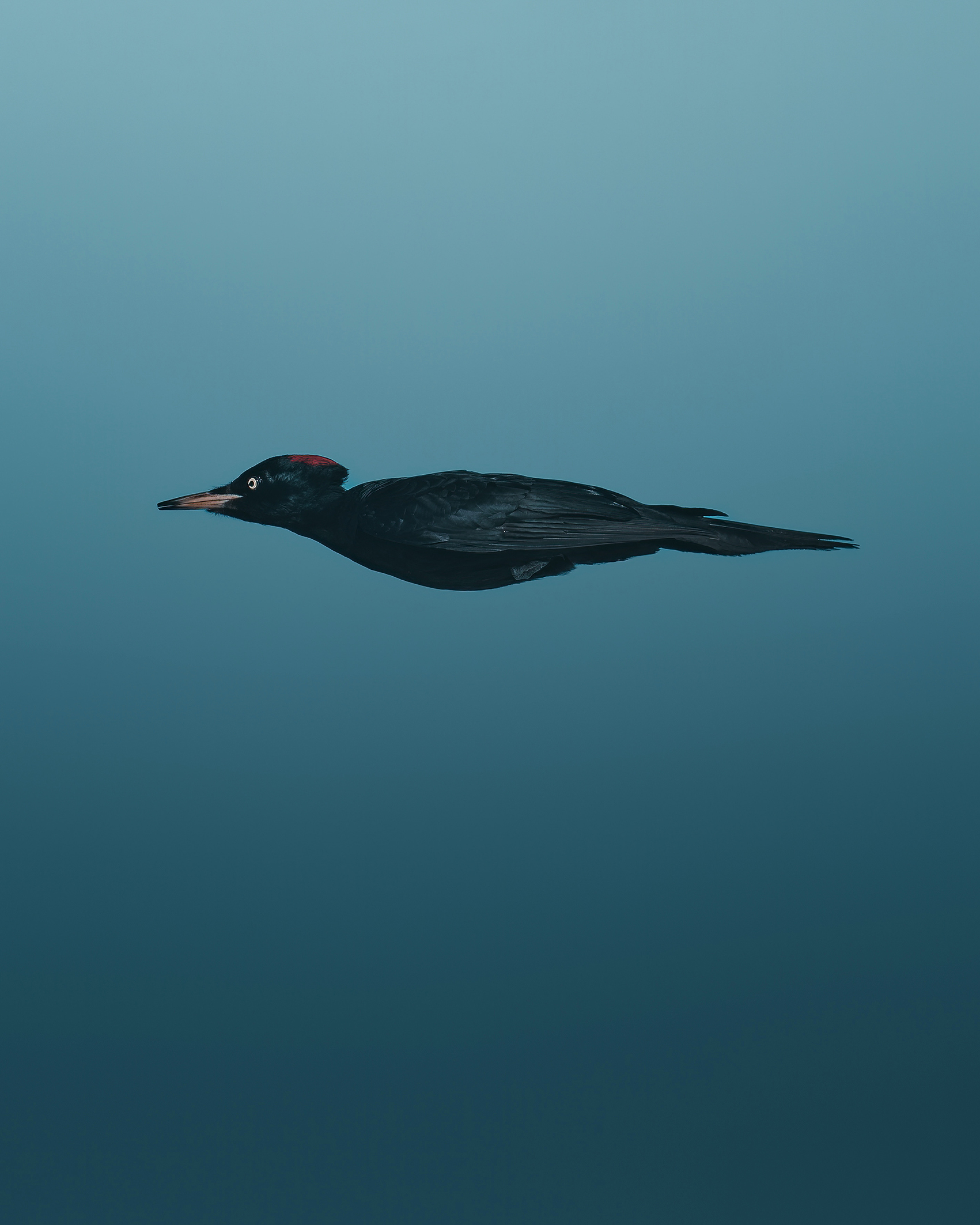 A black woodpecker in flight is captured perfectly from the side, against a cool blue sky. The bird's vivid red crest stands out, creating a serene scene