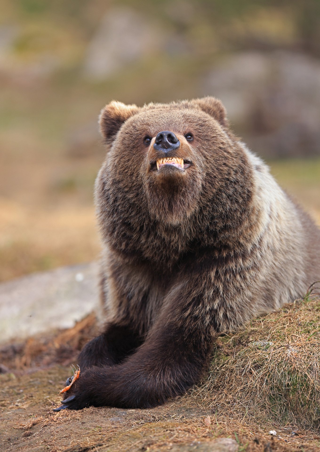A brown bear showing its teeth playfully 