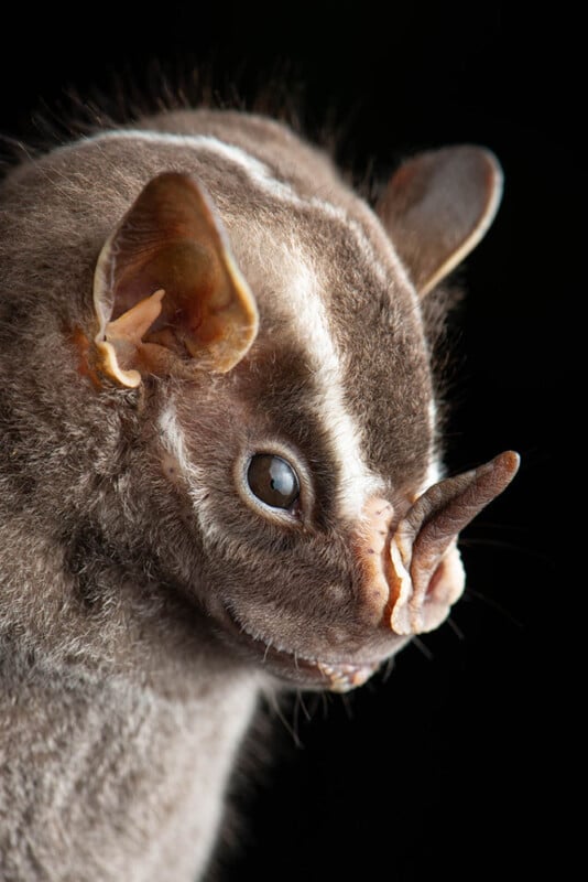 A close-up of a bat with dark fur, light facial markings, and a prominent, curved horn-like structure on its nose, against a black background.