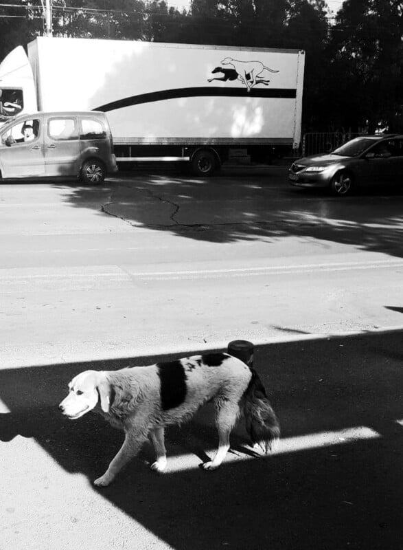 A dog with black and white fur walks across a sunlit street, while a white truck with a running dog graphic and two cars are parked on the other side of the road.