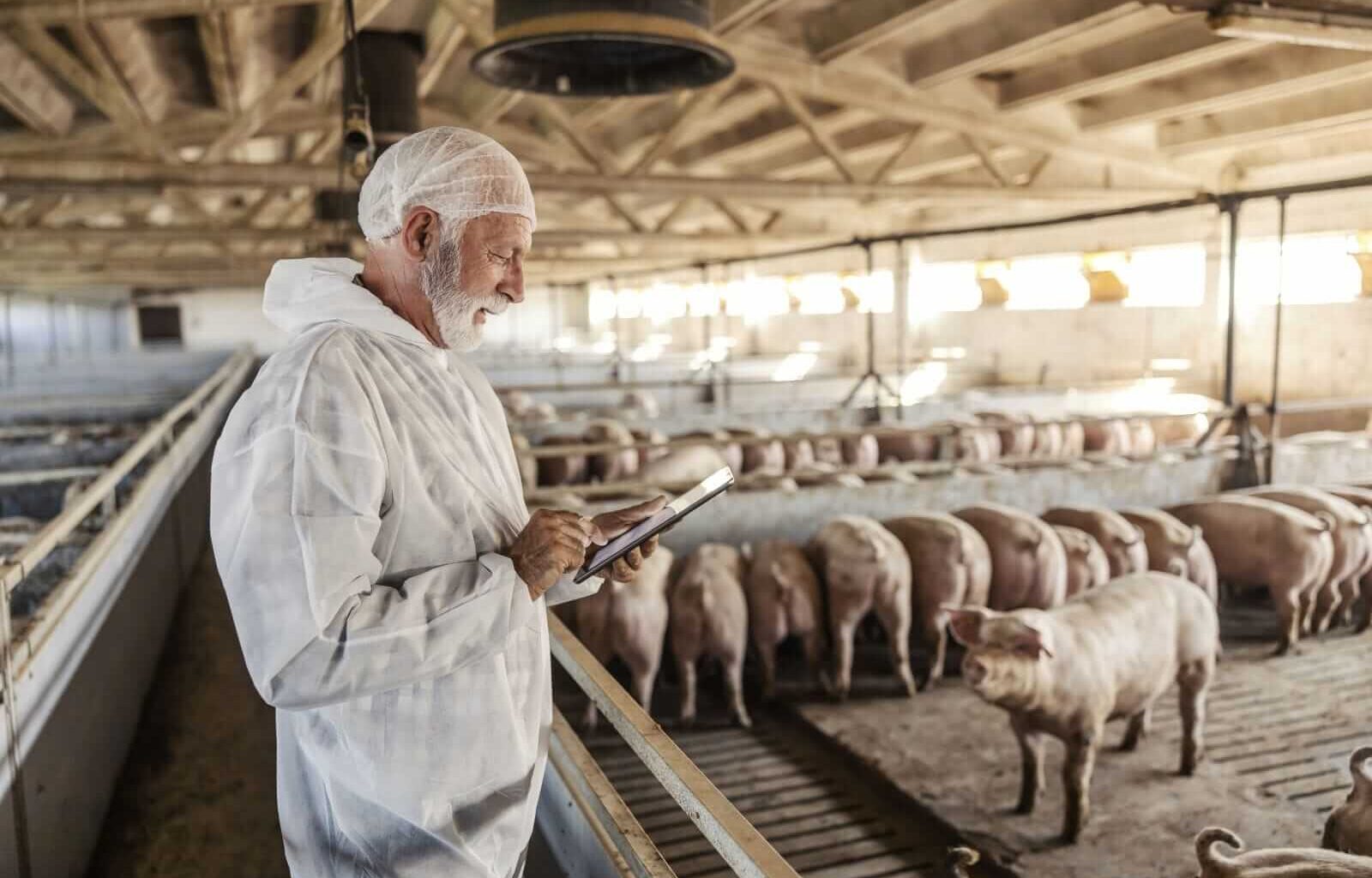 Hogs Trading Mixed at Midday