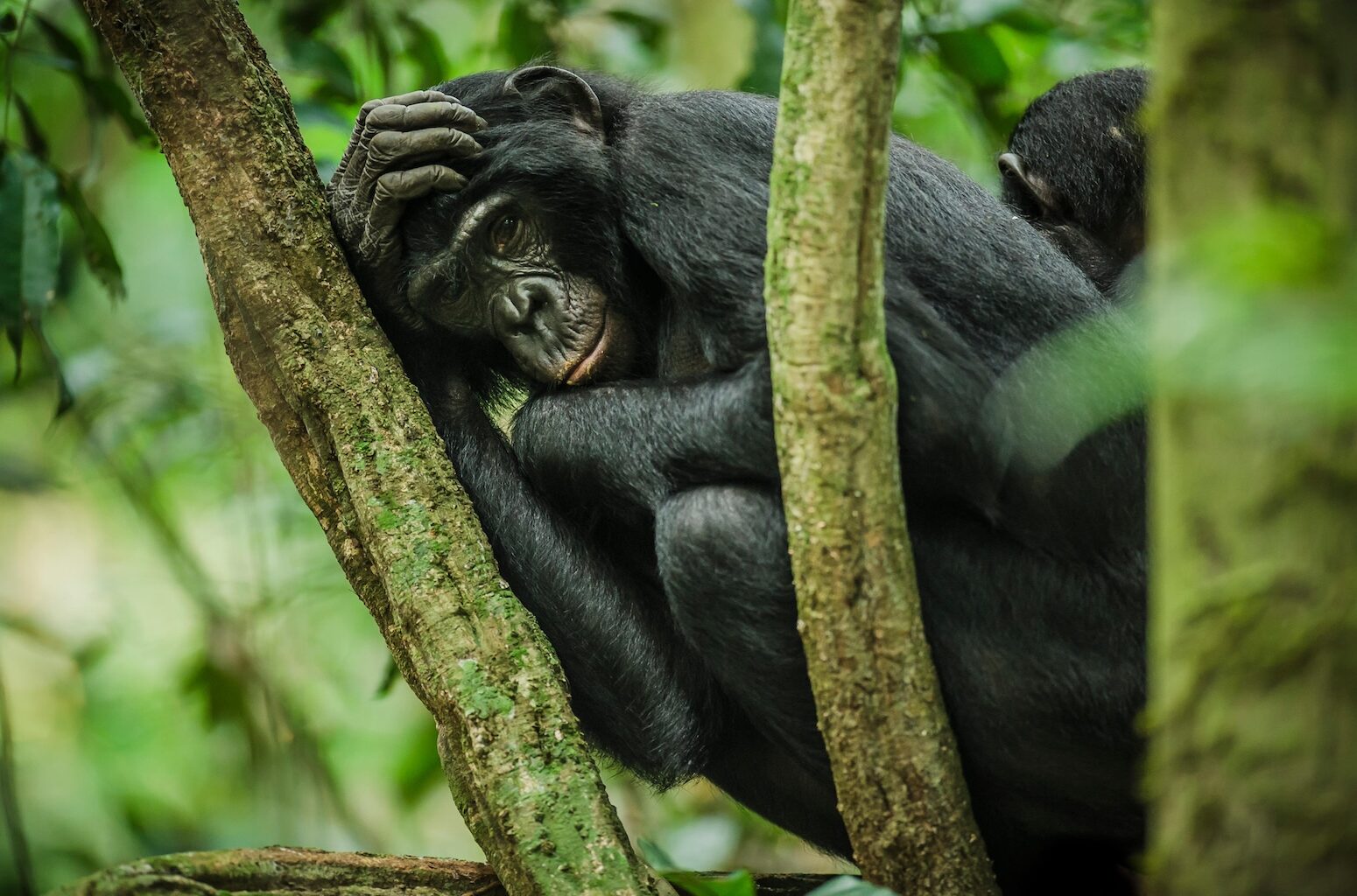 Analysis: Just 28% of countries have released nature pledges a year after UN deadline