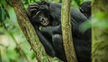 Analysis: Just 28% of countries have released nature pledges a year after UN deadline