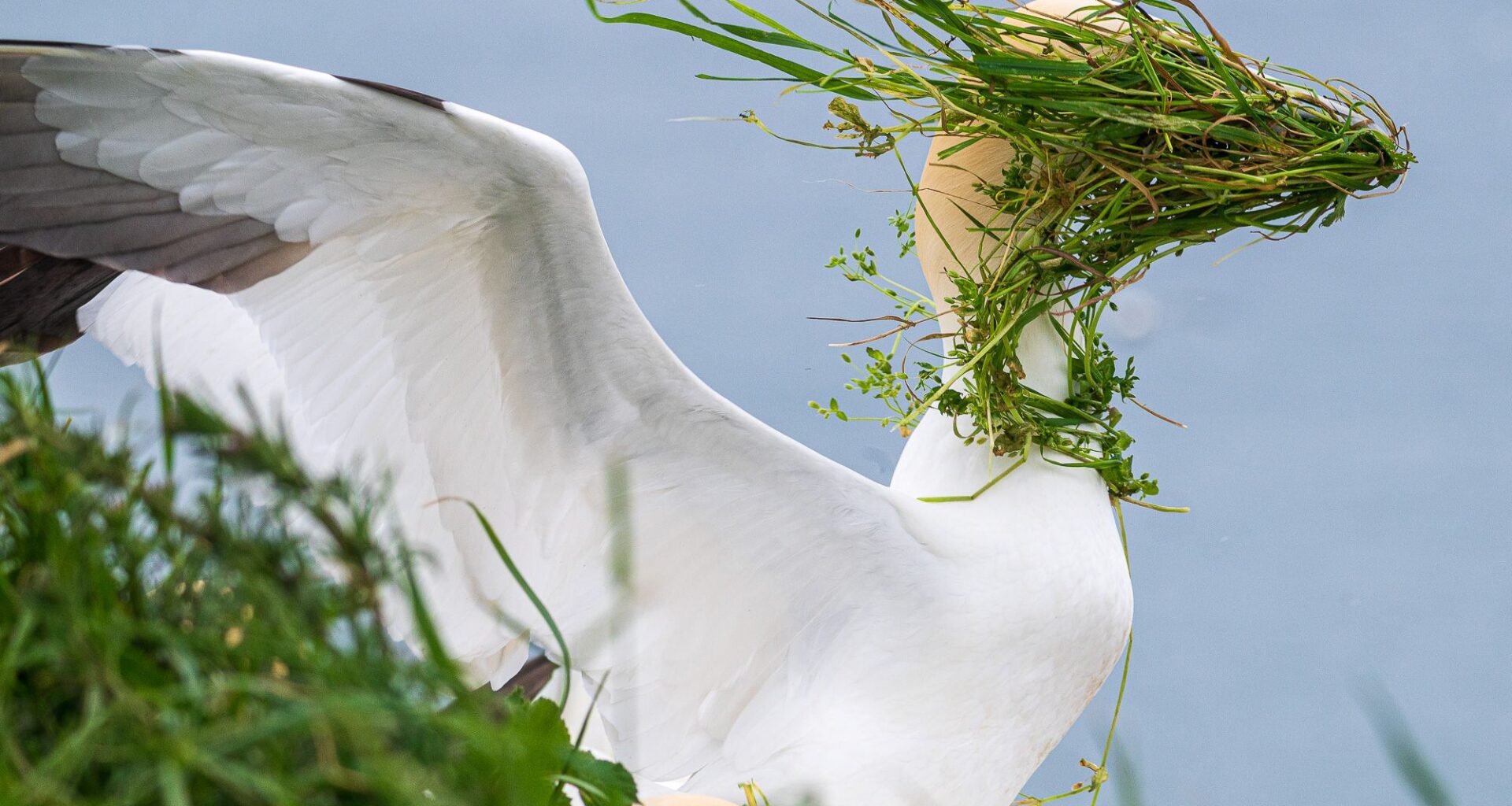Dammit, Gannet! The funniest wildlife photography competition in the world announces finalists