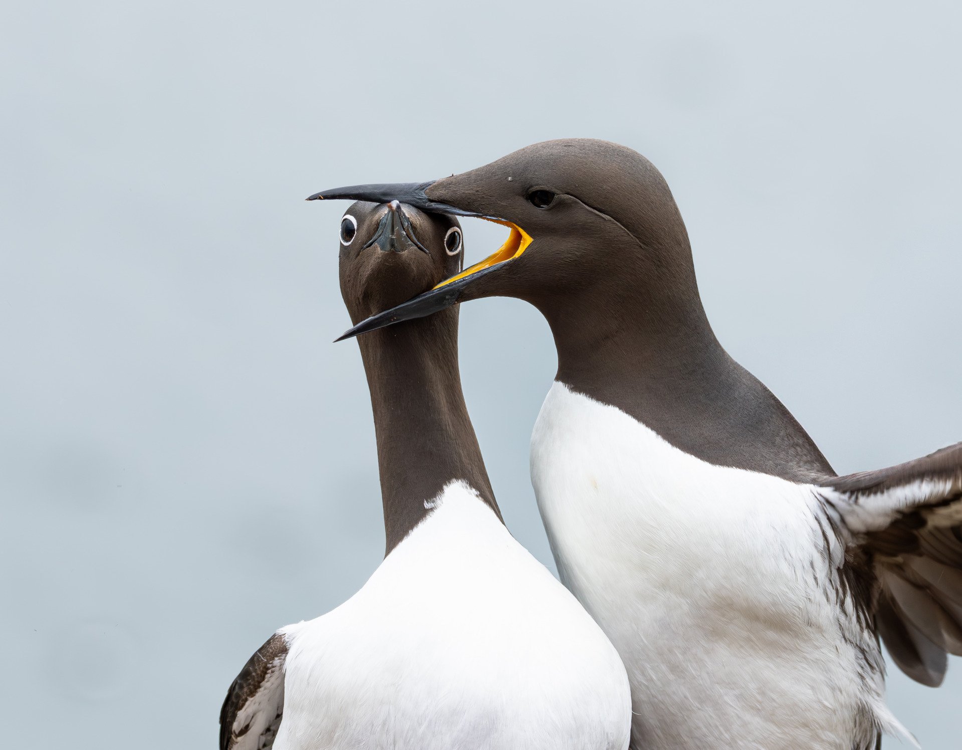 A bridled guillemot captures another's head in its beak in Norway