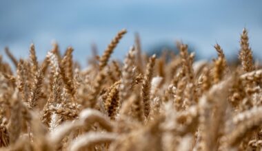 Genetic mutation that triples wheat production pinpointed