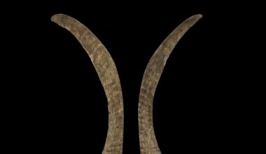 World’s longest woolly rhino horn discovered in melting Siberian permafrost