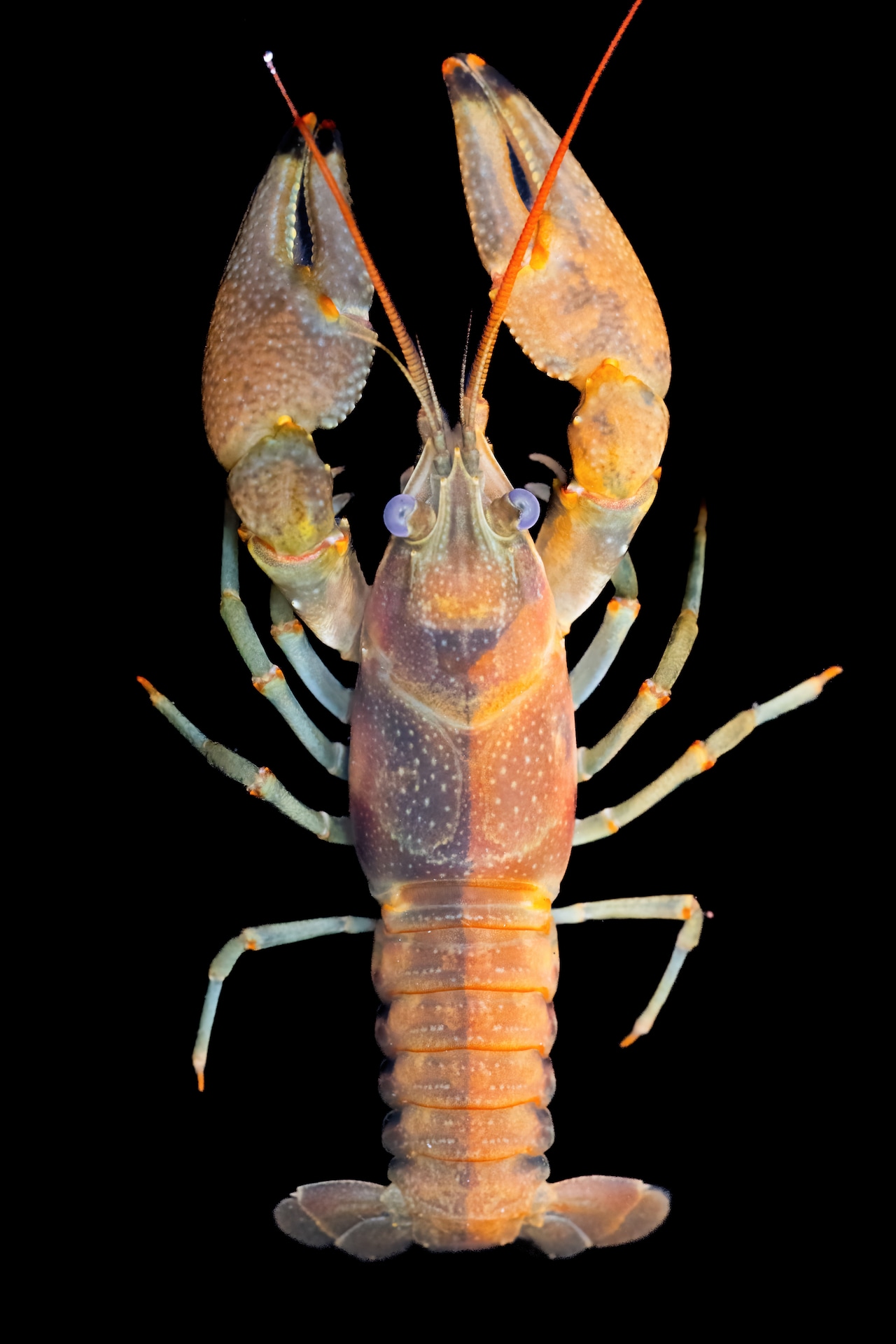 Rusty crayfish