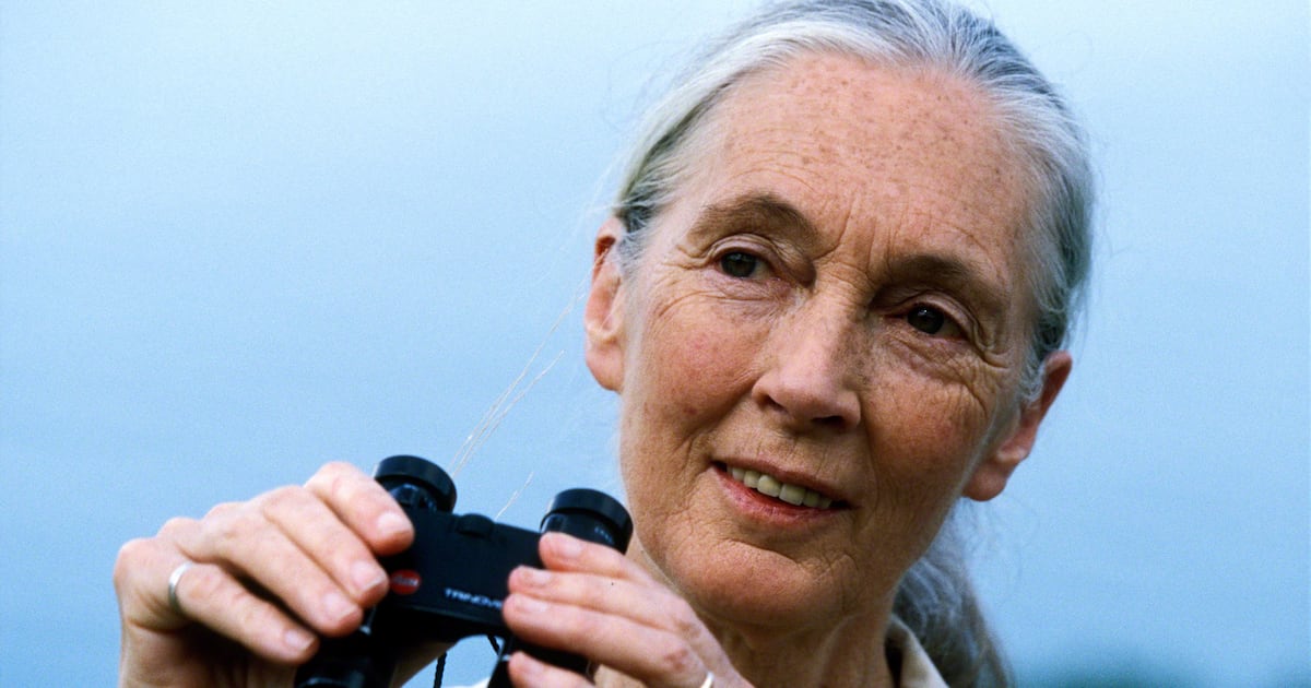 Jane Goodall, primatologist and global activist, dies aged 91 – The Irish Times