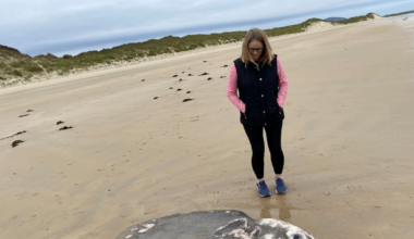 Rare ocean sunfish found washed up off Donegal coast – The Irish Times