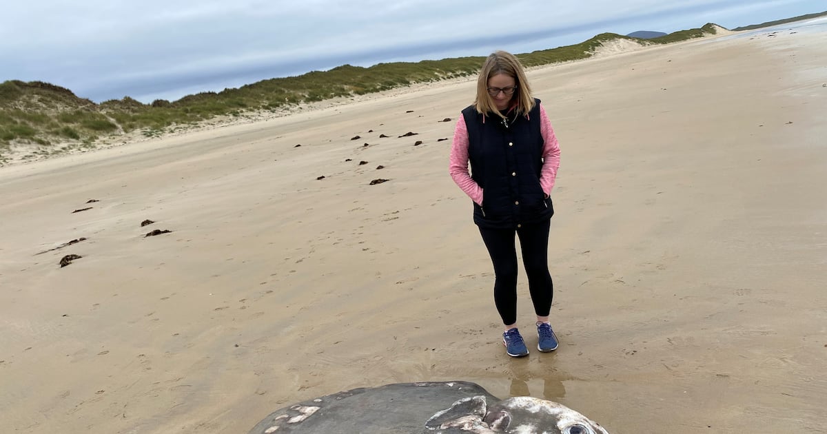 Rare ocean sunfish found washed up off Donegal coast – The Irish Times