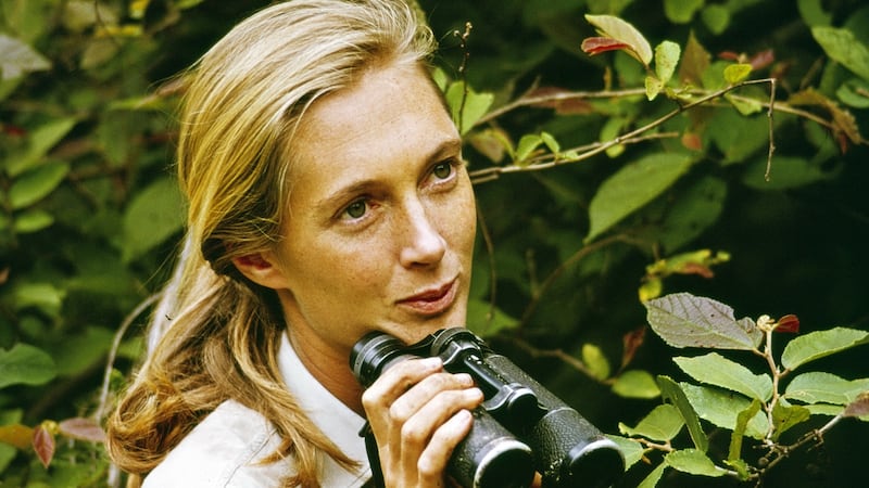 Jane Goodall appearing in a television special on CBS in Tanzania in 1965. Photograph: CBS via Getty
