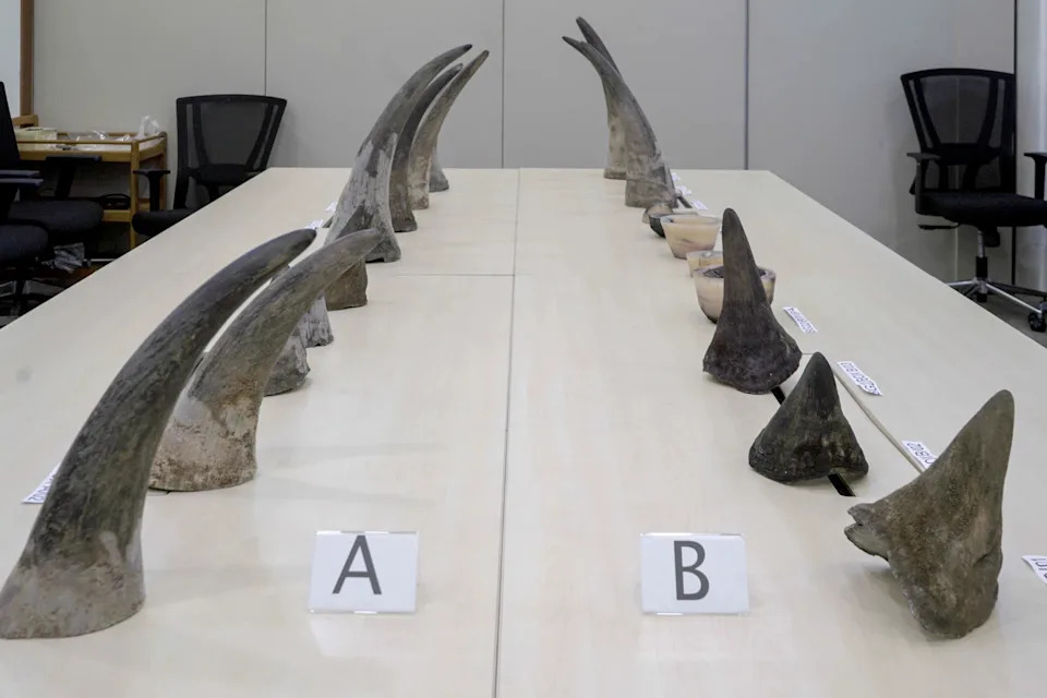 Rhinoceros horns seized in October 2022.