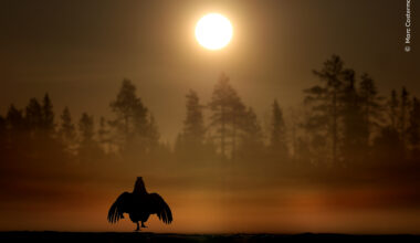 Sunrise Hop | Wildlife Photographer of the Year