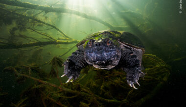 The Welcoming Turtle | Wildlife Photographer of the Year