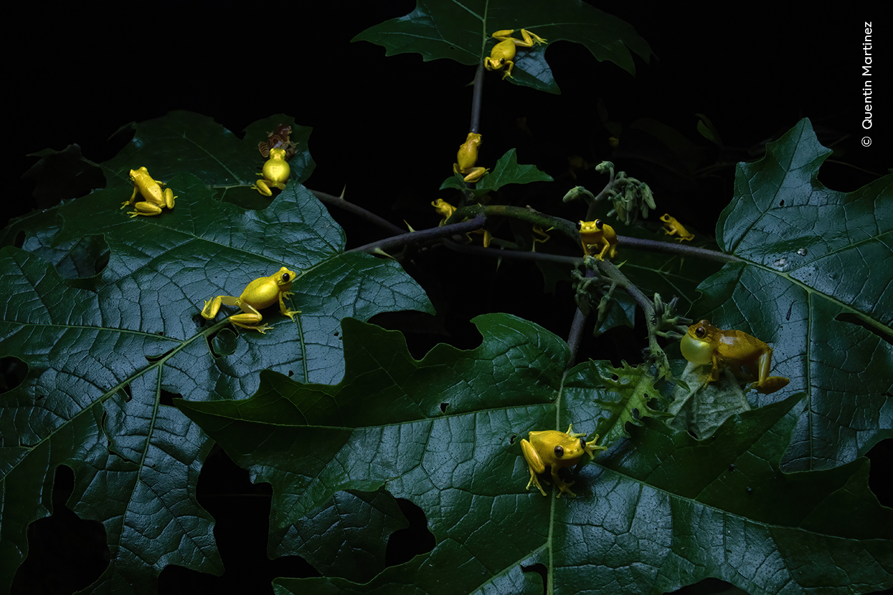 Frolicking Frogs | Wildlife Photographer of the Year