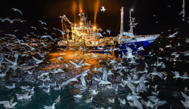 The Feast | Wildlife Photographer of the Year