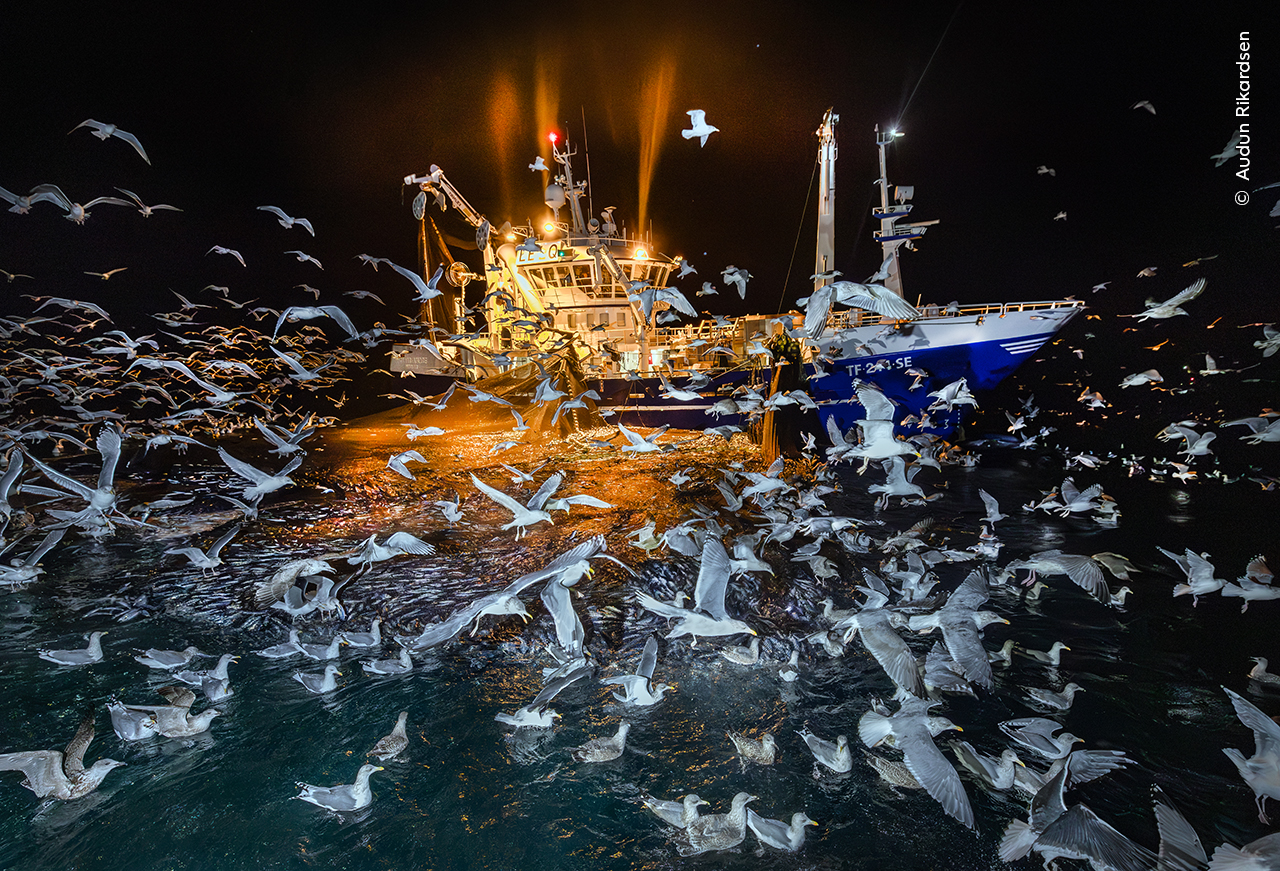 The Feast | Wildlife Photographer of the Year