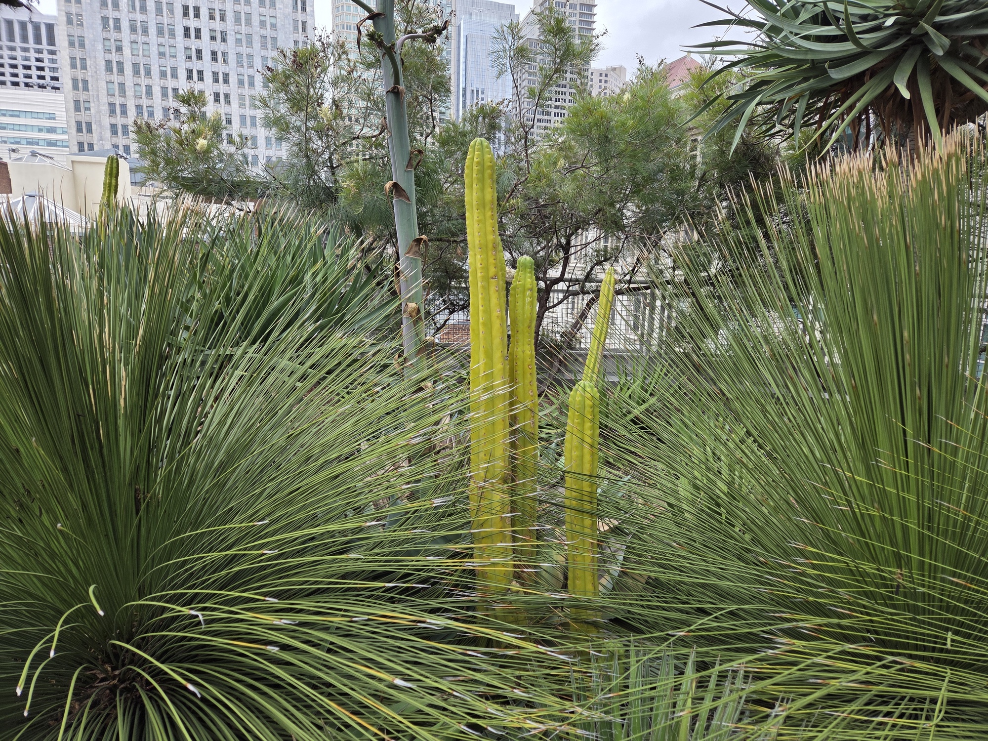 Cactus shot by Galaxy S25 Plus