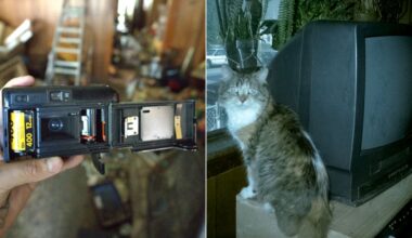 A split image: on the left, a hand holds an open film camera with a blurry background; on the right, a cat sits next to an old box-style TV, looking at the camera.