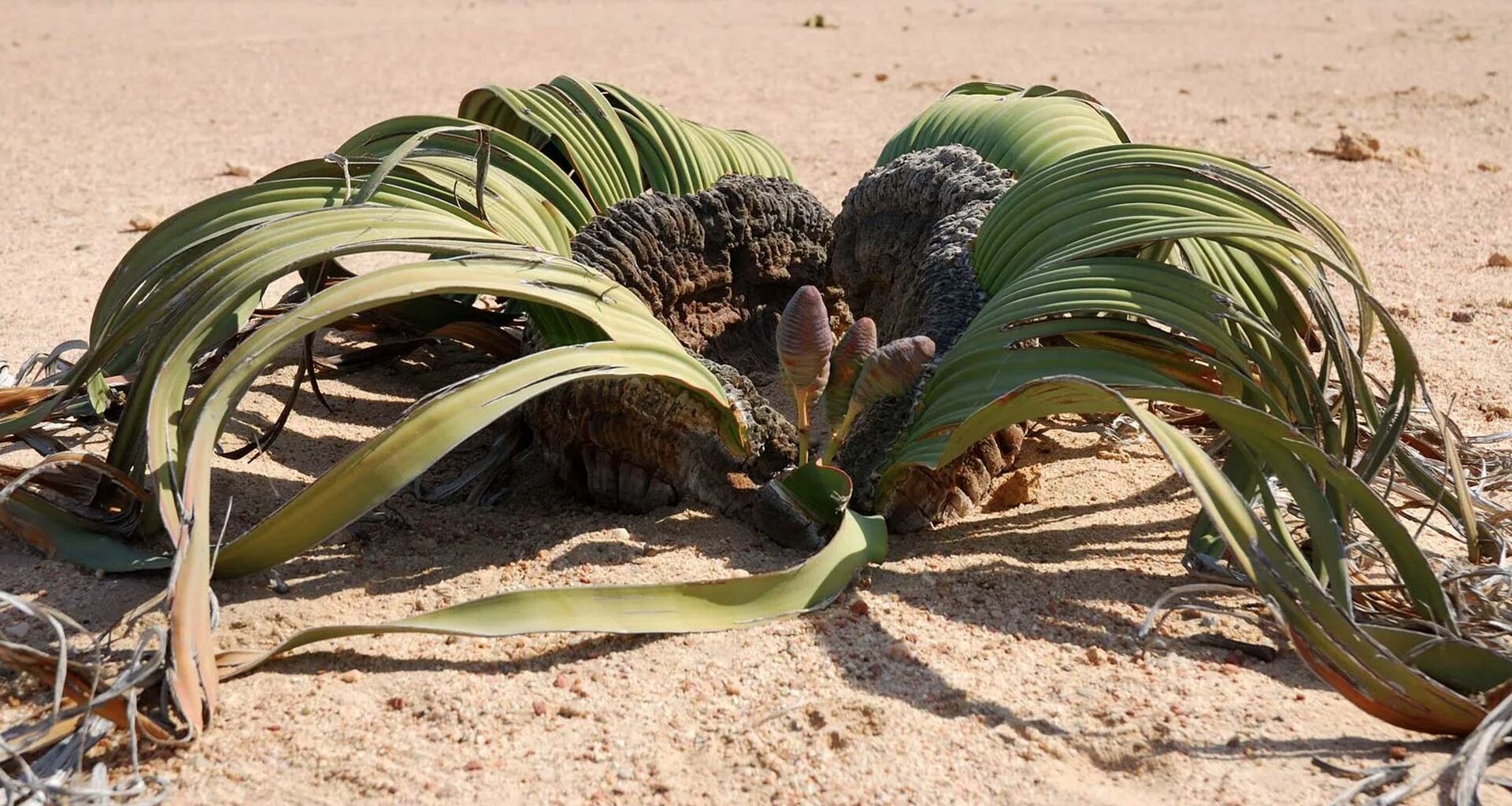 AI Helps Decode The Epigenetic 'off-switch' In An Ugly Plant That Lives For 3,000 Years