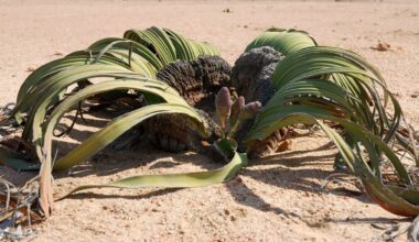 AI Helps Decode The Epigenetic 'off-switch' In An Ugly Plant That Lives For 3,000 Years