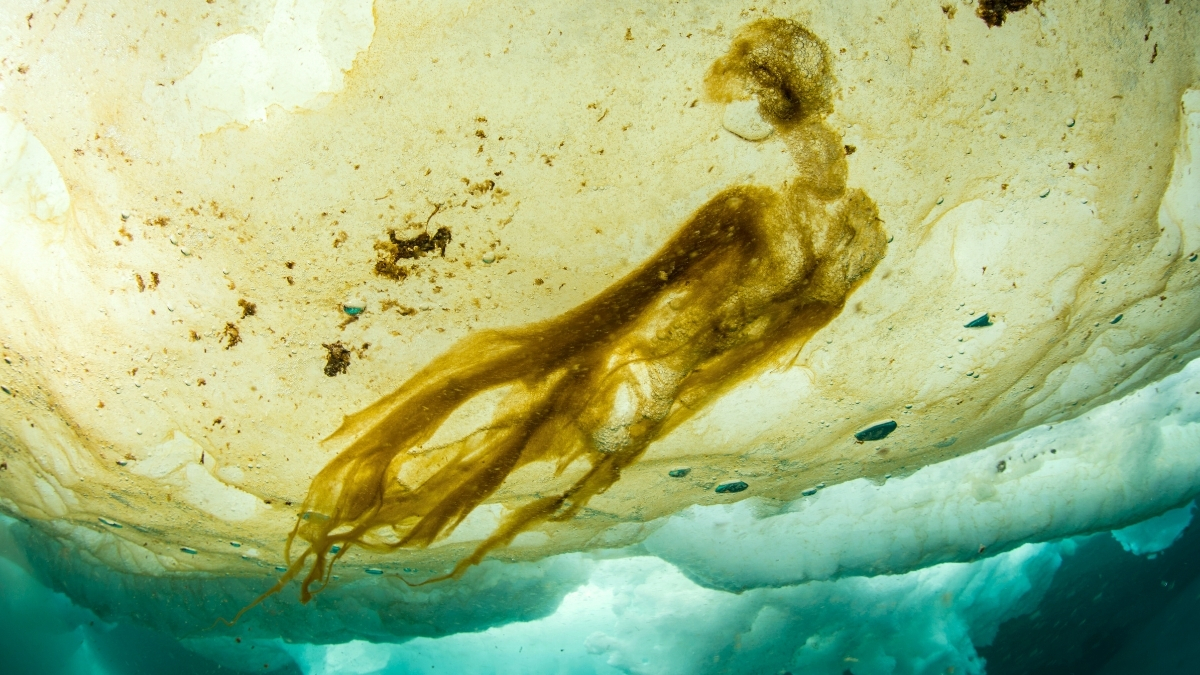 'Impossible' Life Found Beneath Arctic Ice Could Alter Climate Models : ScienceAlert