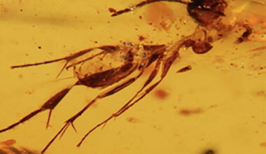 Discovery of Ancient Amber in Ecuador Reveals the Tiny Inhabitants of an Ancient Gondwanan Forest