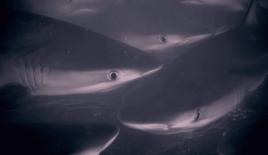 Shark Attack by Species Once Considered Harmless Shocks Marine Biologists in Deadly Feeding Frenzy in Israel Coast