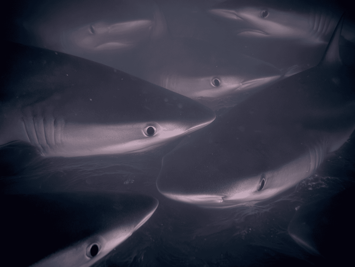 Shark Attack by Species Once Considered Harmless Shocks Marine Biologists in Deadly Feeding Frenzy in Israel Coast