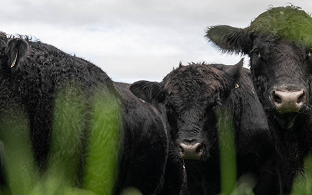 Partnership ramps up genomic testing in NZ