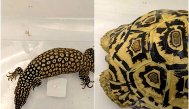 Leopard tortoise, spiny-tailed monitor lizard among animals seized in raids on illegal wildlife trade