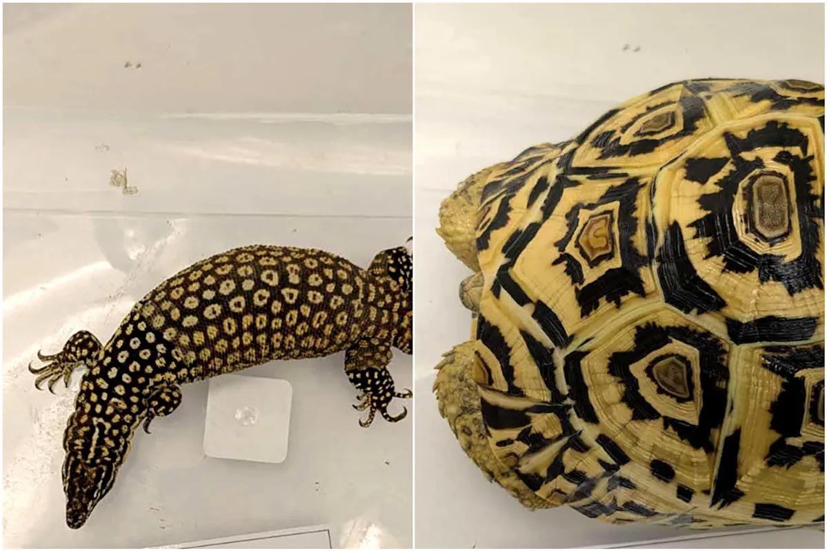 Leopard tortoise, spiny-tailed monitor lizard among animals seized in raids on illegal wildlife trade