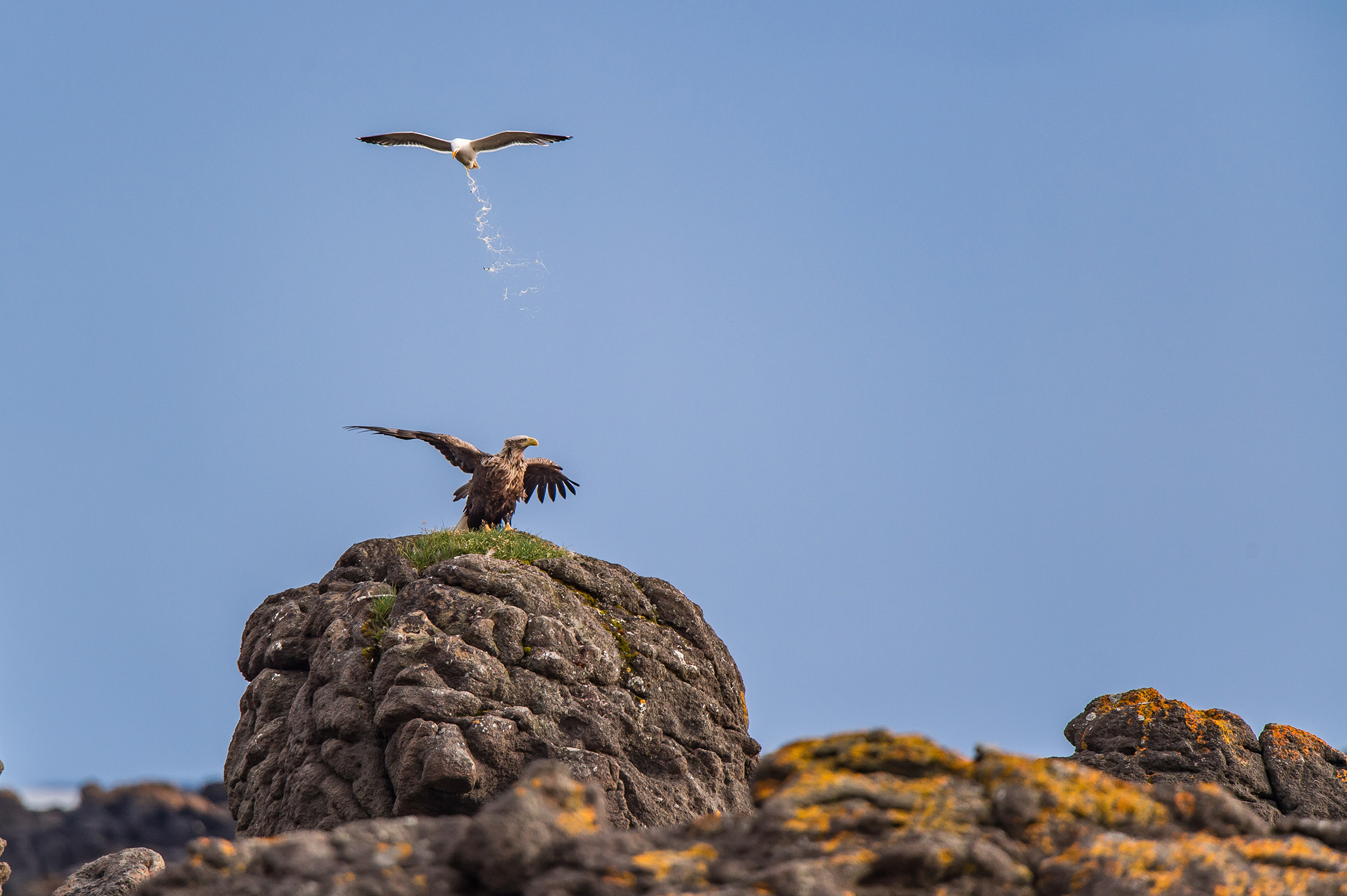 A majestic eagle perched on a rocky outcrop, wings spread wide, while a seagull flies overhead, dropping *. Clear blue sky in the background