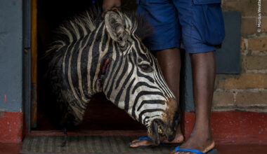Hard Evidence | Wildlife Photographer of the Year