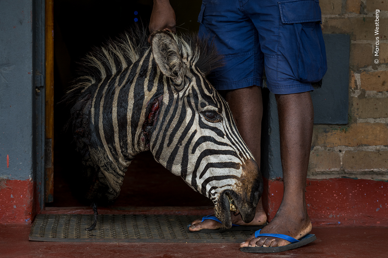 Hard Evidence | Wildlife Photographer of the Year